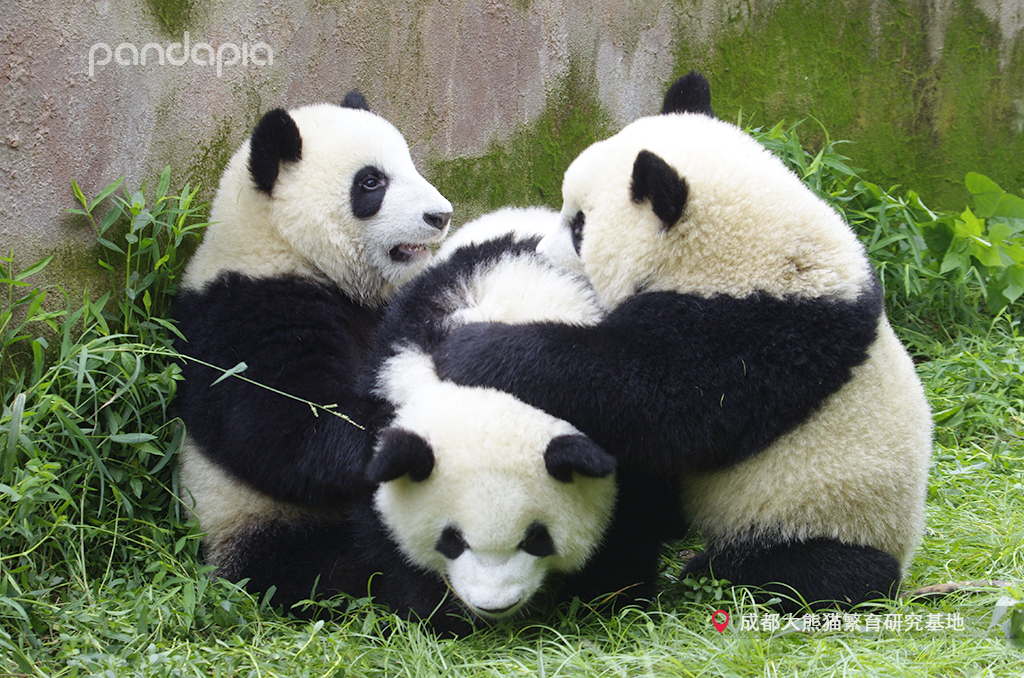 如何快速识别熊猫,熊猫的战斗力在动物界排名