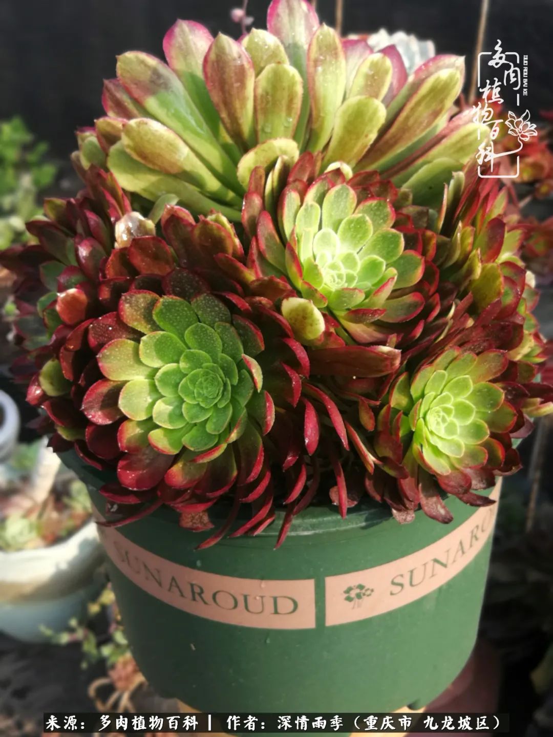 在重庆养多肉养的是一种信仰,重庆养多肉适合用什么土