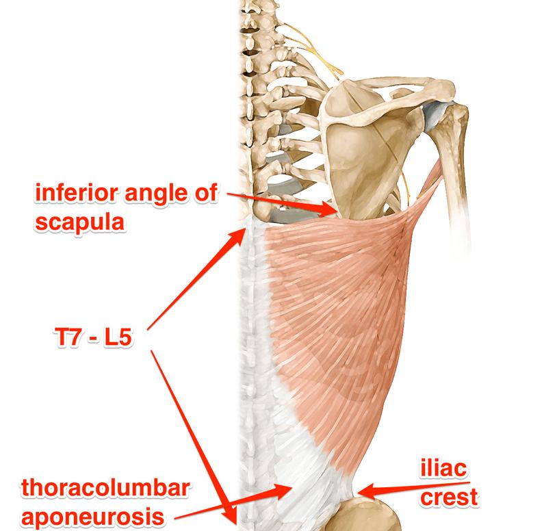 杠铃划船如何不腰酸,杠铃划船不沉肩怎么稳定