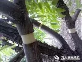 环剥果树的最佳时间,果树环剥时间和方法
