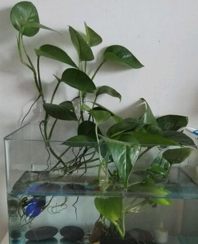 如何让绿萝在鱼缸里面疯长,绿萝的肥料可以放鱼缸里吗