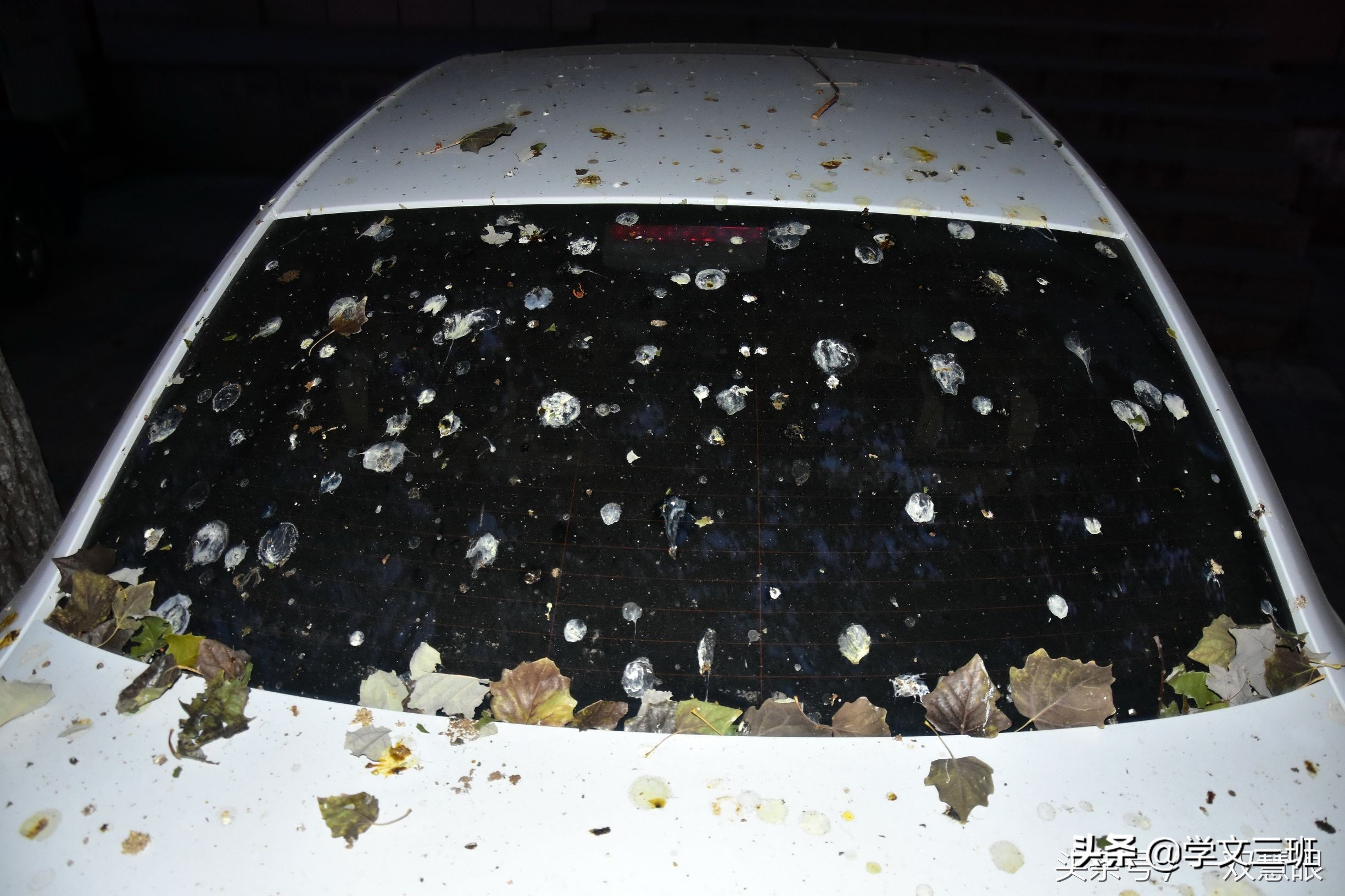 同样是鸟,为啥乌鸦能这么流氓?