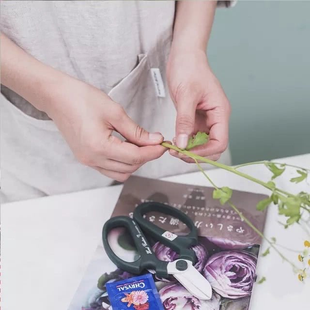 洋甘菊花怎么养护,洋甘菊的醒花及养护