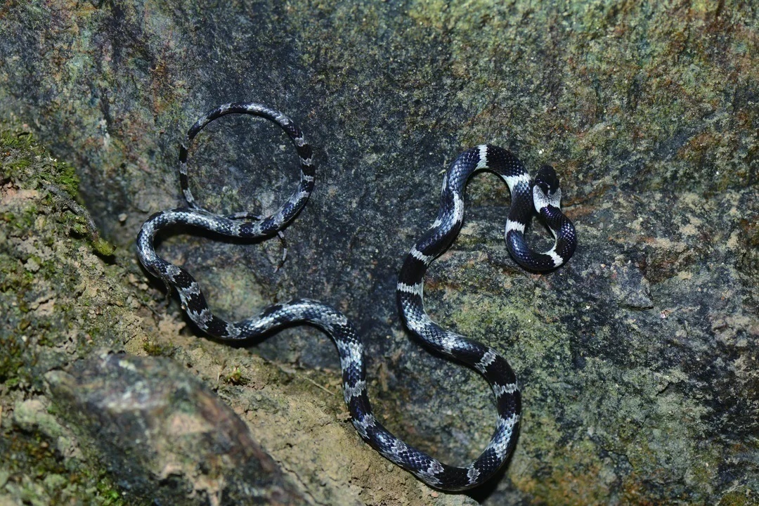 生平第一次见到的蛇,认识全世界的蛇