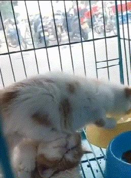 搞笑小萝莉图片,搞笑版小萝莉