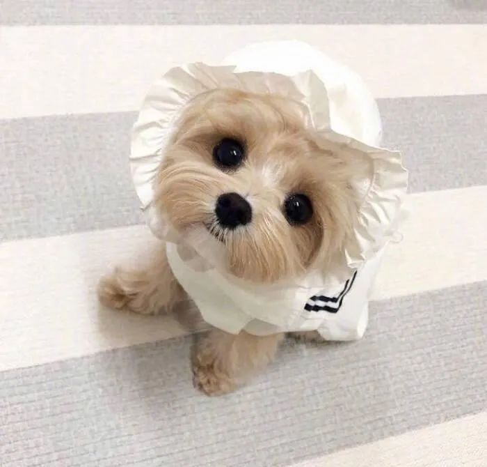 什么狗适合陪孩子长大不掉毛好养,有不会掉毛的狗子