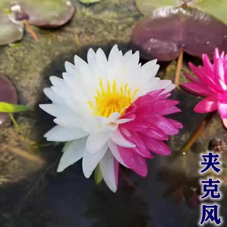 睡莲的生长过程知识大全,睡莲科普