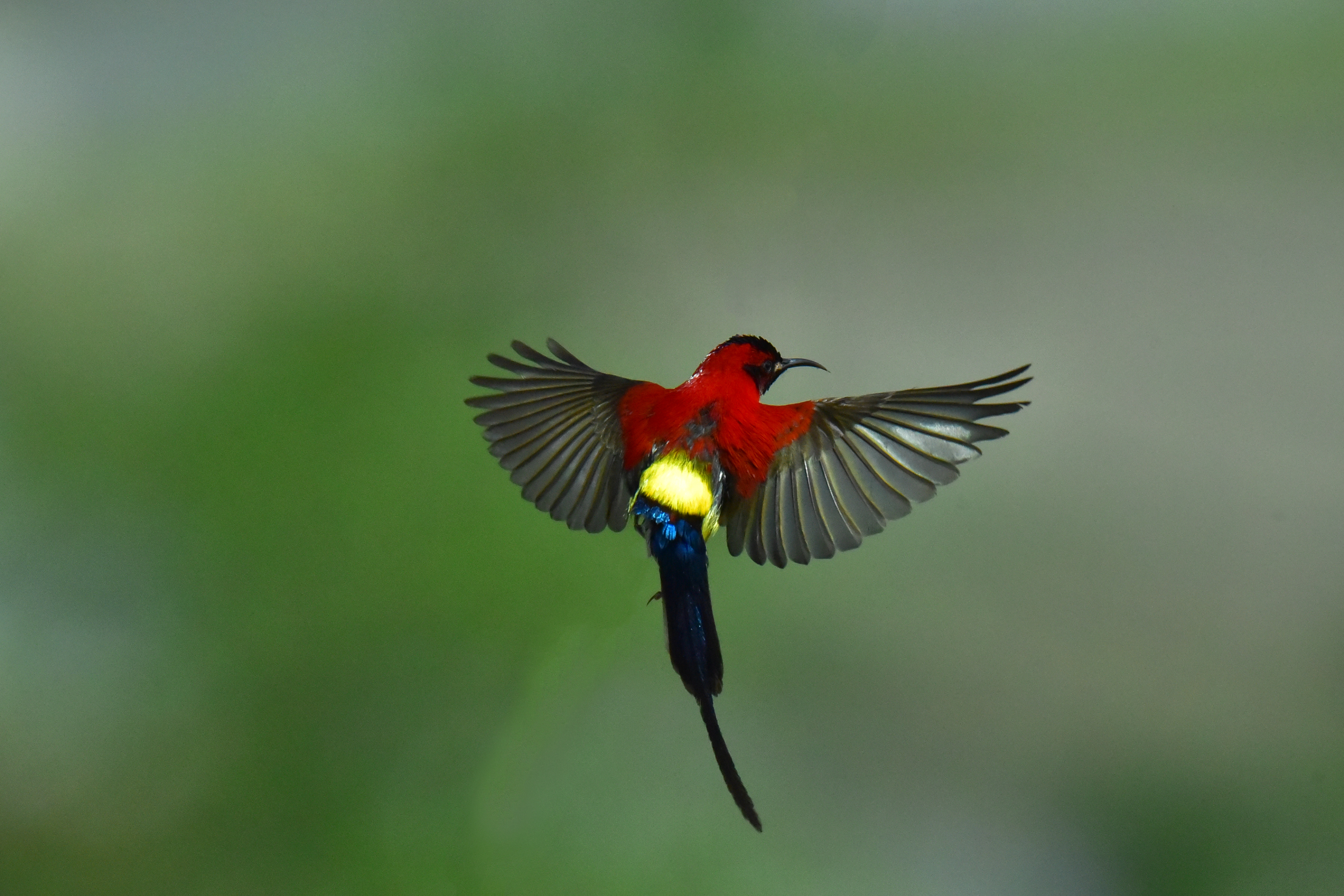 太阳鸟神鸟,太阳鸟金铂