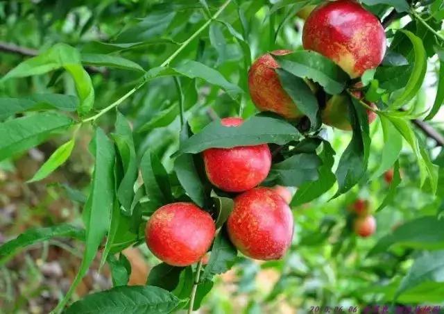 洛阳葡萄采摘最佳地点,最新洛阳附近可以采摘桃子的果园