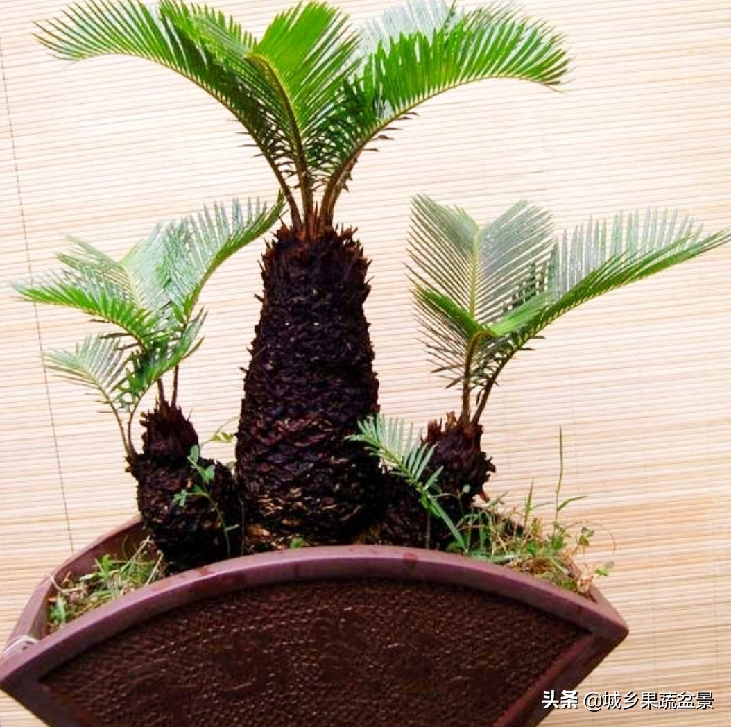 铁树盆景养殖技巧,铁树盆景制作全过程