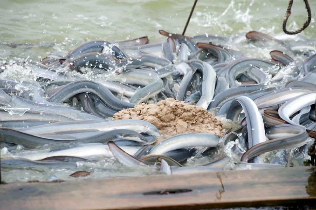 鳗鱼寄生虫引起肠炎,鳗鱼弧菌病处理方法