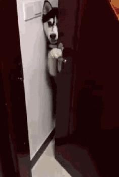 都说哈士奇不能当警犬，但有民警偏要试一试