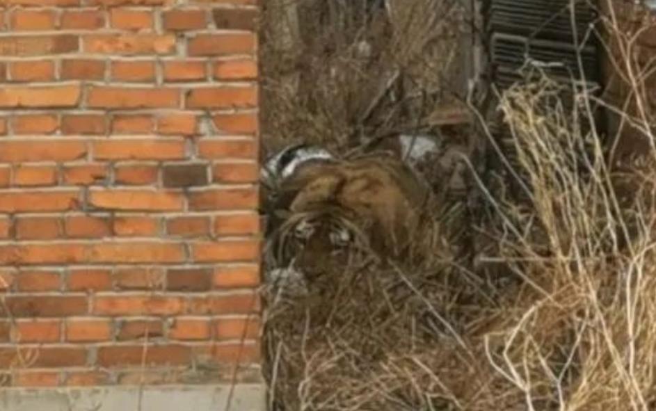 野生动物濒临灭绝的危险,如果碰到野生动物该怎么办