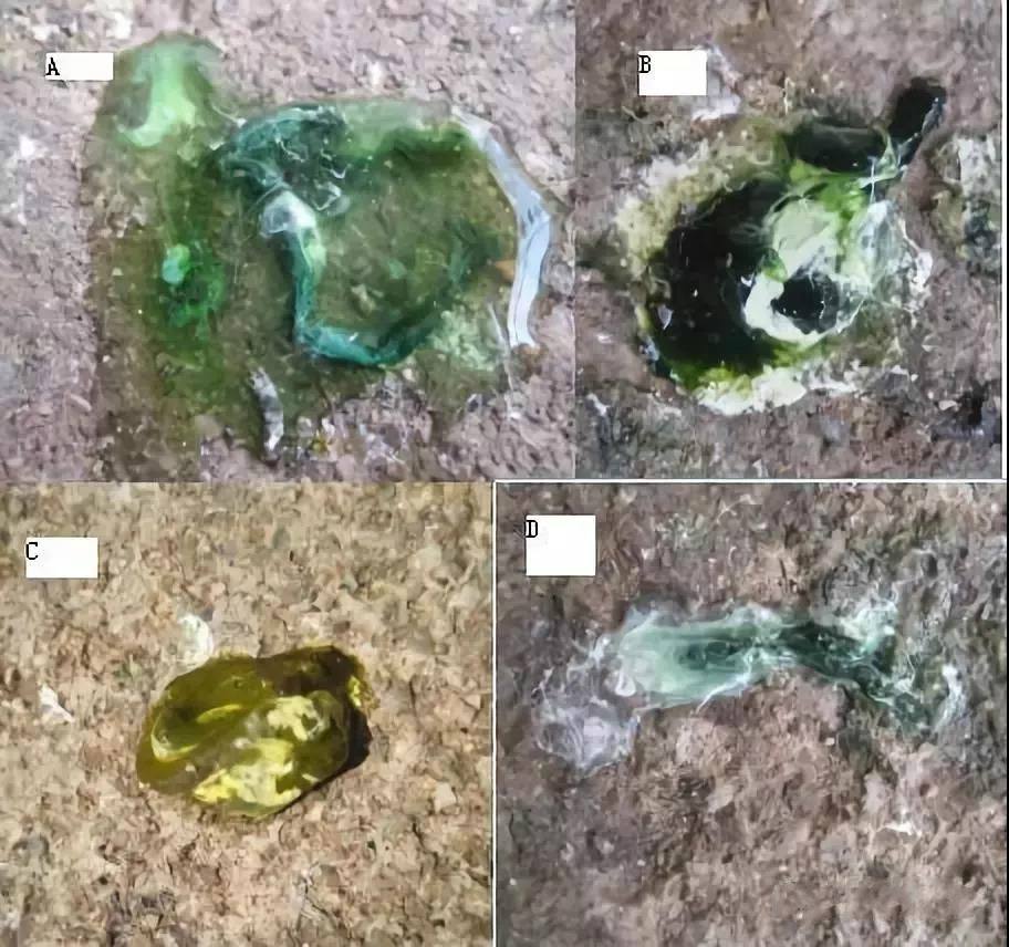 赛鸽甩食拉稀快速治疗,赛鸽甩食肠道不通