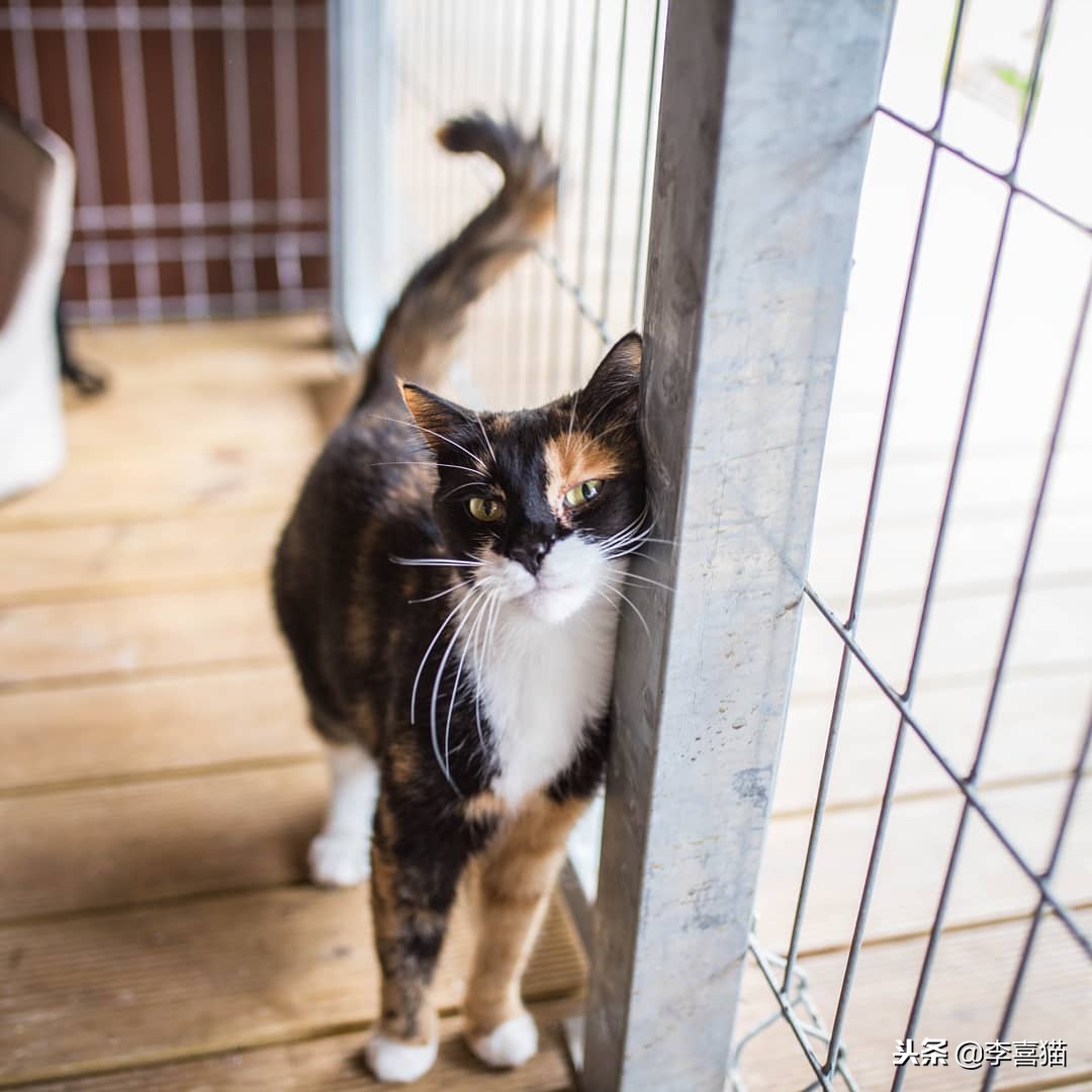 铲屎官出门后猫咪都在想什么呢,铲屎官准备外出