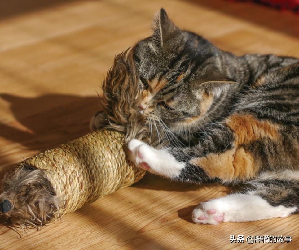 胆小的猫咪怎样撸猫,胆小的猫咪怎么社会化训练