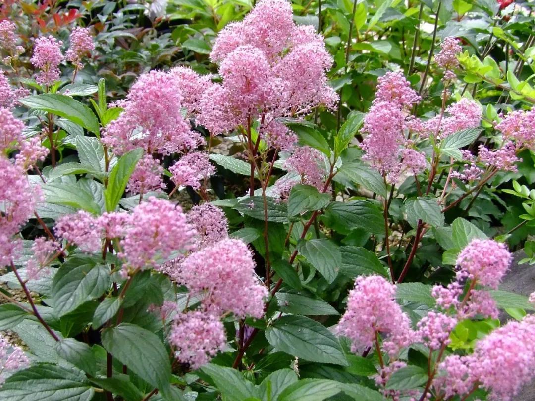 美洲茶寓意是什么,美洲茶蓝色海洋