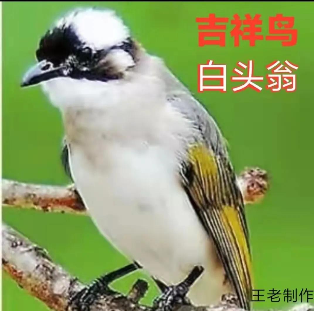 白头翁汤经方,经方快刀