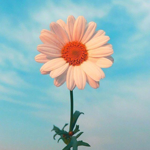 生如夏花完整版,生如夏花张靓颖完整版