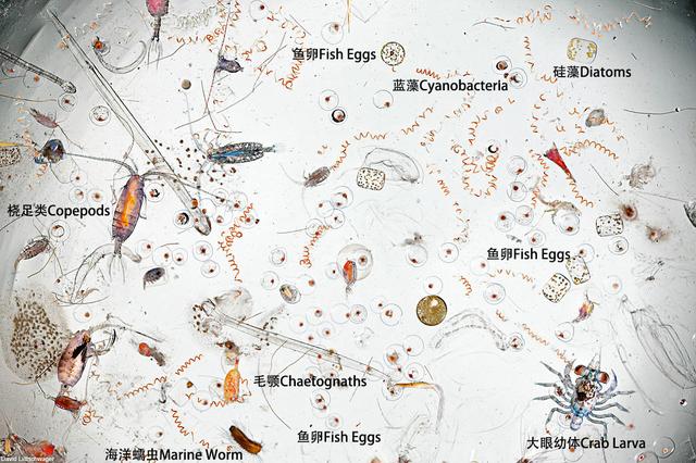关于螃蟹的科普知识点,螃蟹的种类知识