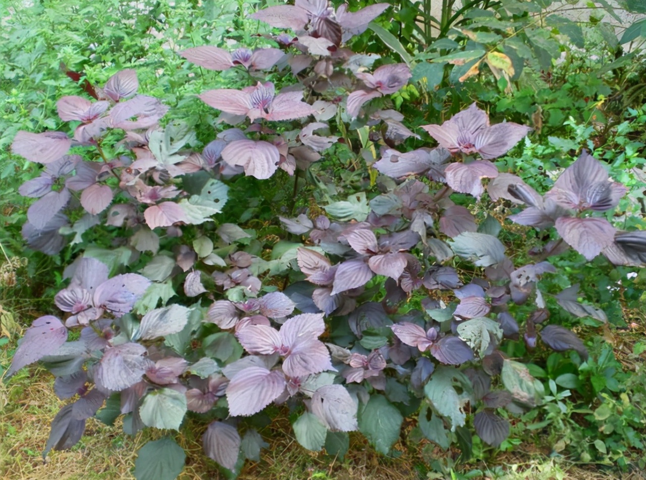 农村1种“香草”，以往牛都不愿吃，如今出口卖到日韩，价格极高