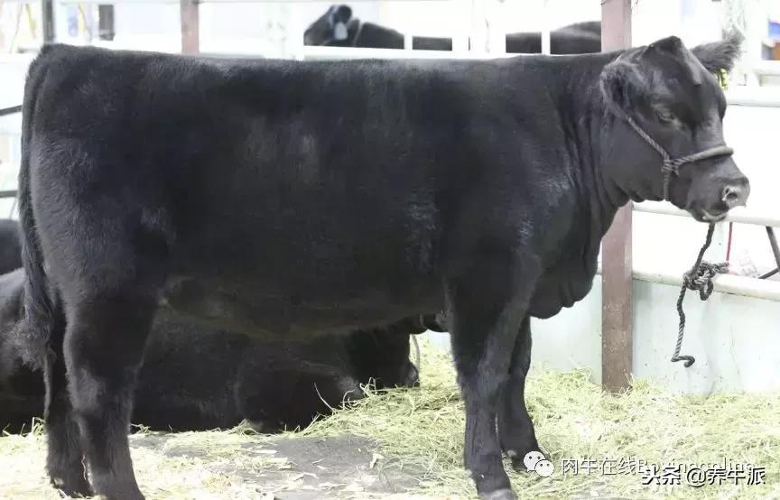 加拿大肉牛产业发展动态,加拿大肉牛发展