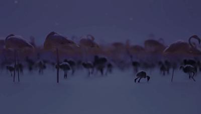 豆瓣netflix电影,bbc地球奇观纪录片