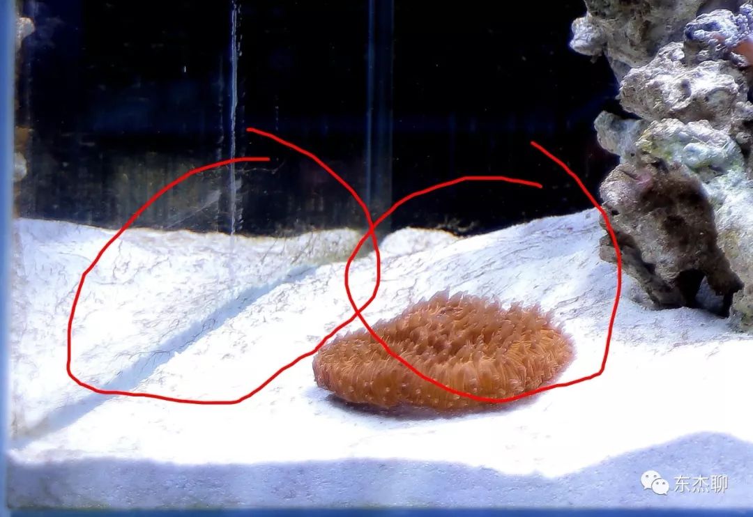 甲藻的有效处理方案,甲藻和菌膜的区别