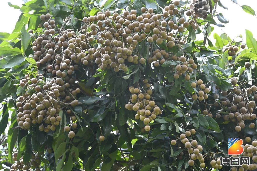 活久见！快成精了？博白发现明朝古树，至今600多年