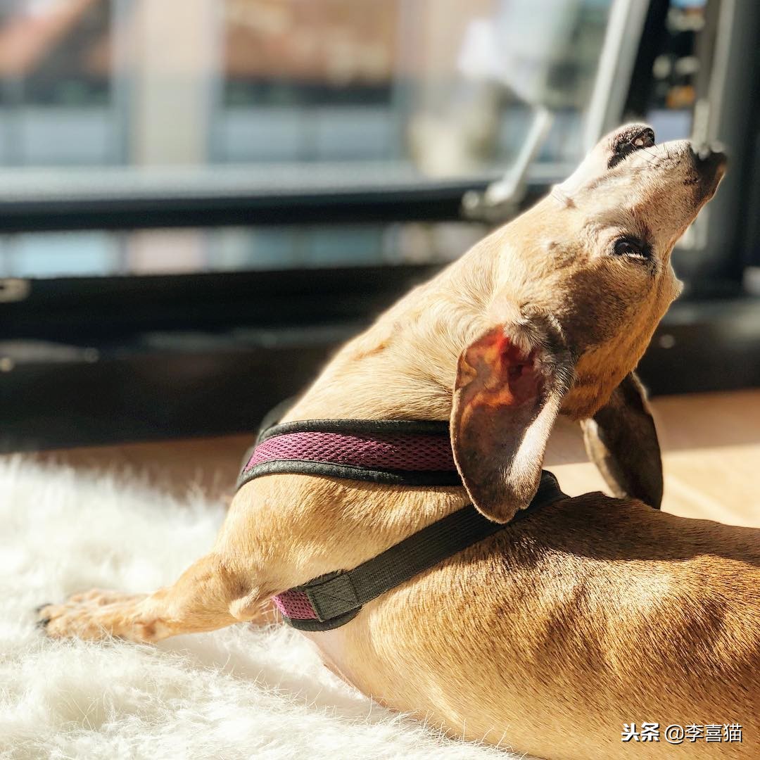 狗狗乱叫怎么教你一招解决,训练狗狗乱叫的解决方法