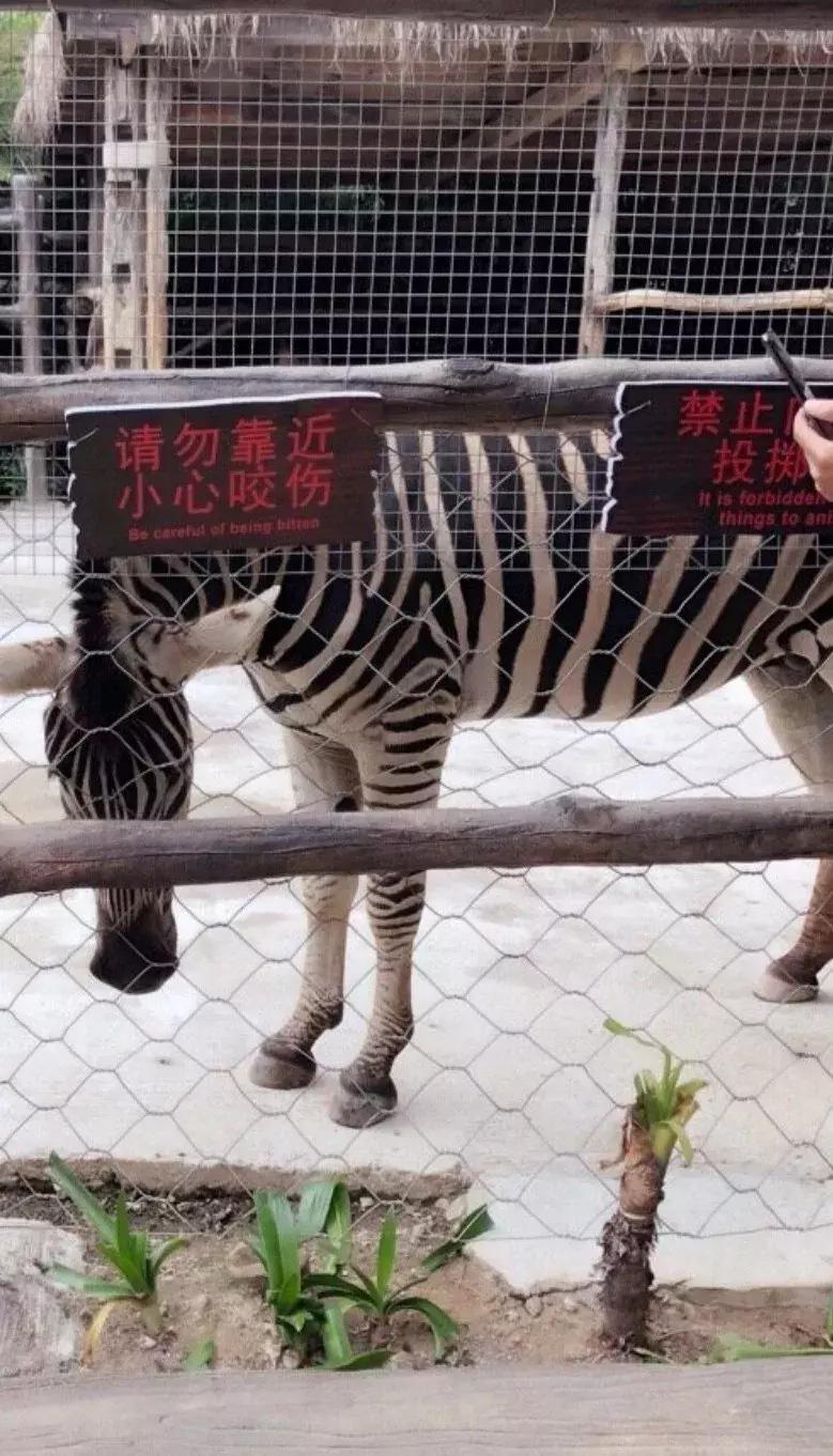 女子被斑马咬掉手指河北廊坊,21岁女孩喂斑马被咬