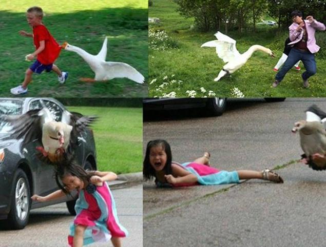 蟒蛇吞到大鹅,蟒蛇吞了一只鹅