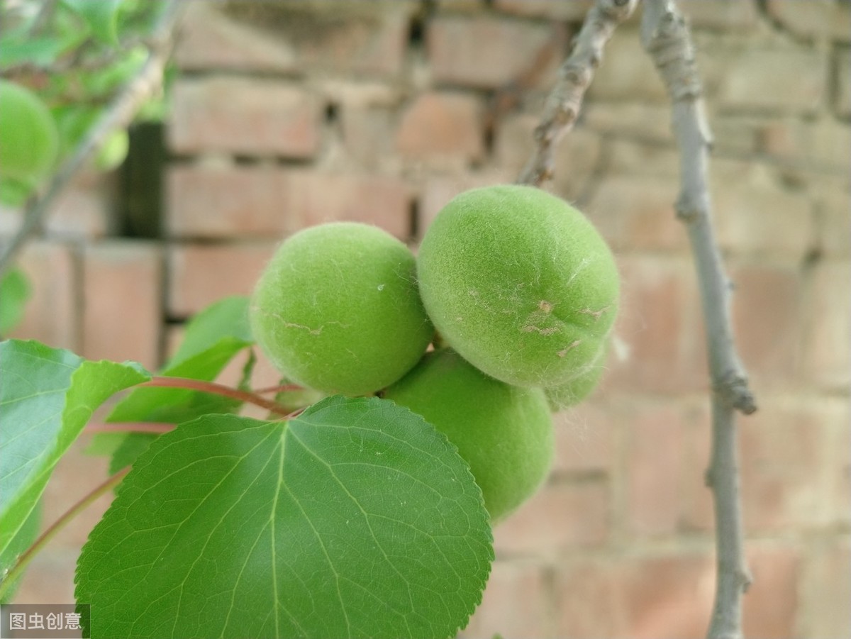 刚栽的杏树怎样管理,杏树如何管理又大又甜