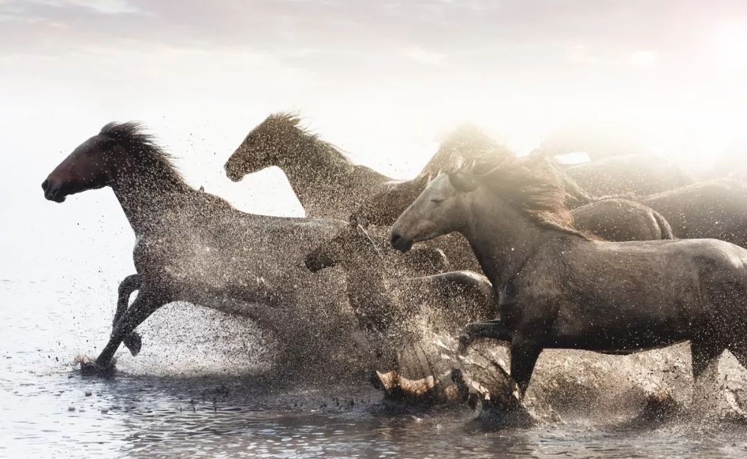 康美药业造假会赔偿股民吗,康美药业造假300亿被罚60万