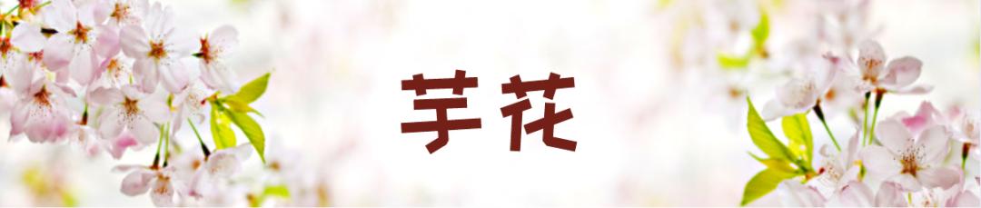 在云南，做一个“花吃”，挺好