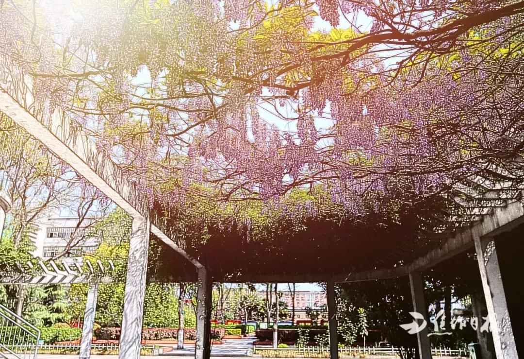 焦作市第十一中全国排名,焦作市第十一中学