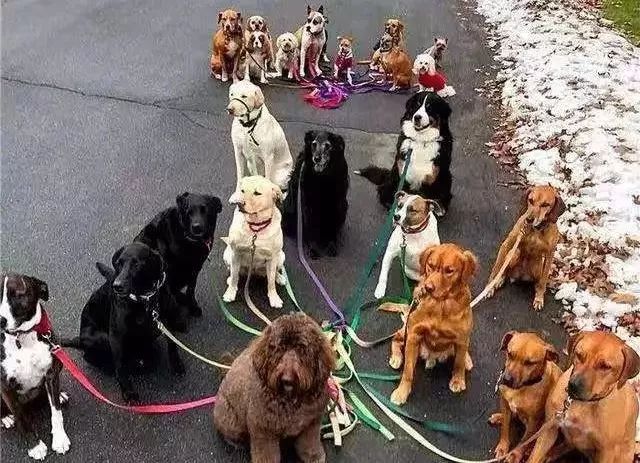 宠物猫粮销量上涨,猫粮一年卖9000万