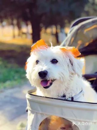 北京哪些公园可以带狗进入游玩,北京适合带宠物玩的地方推荐