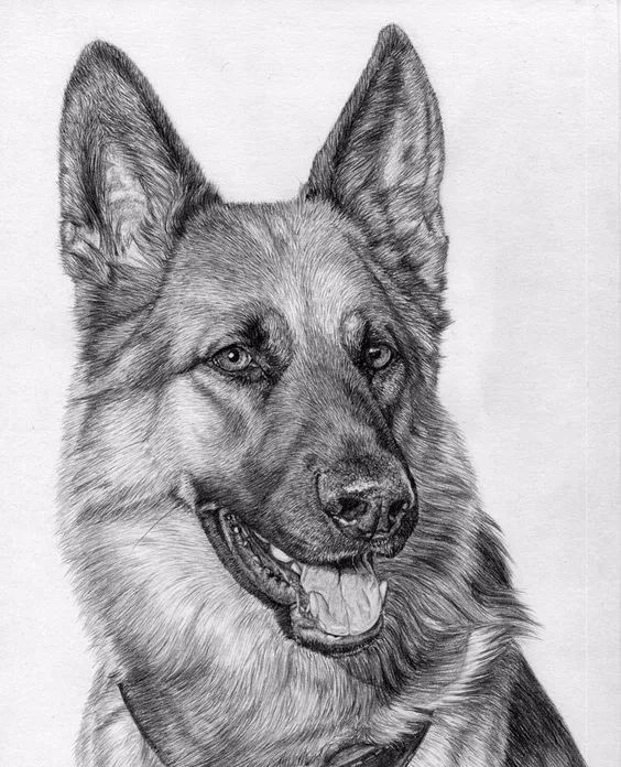 绱犳弿鍏ラ棬鍔ㄧ墿,绱犳弿鍔ㄧ墿瑙ｆ瀽