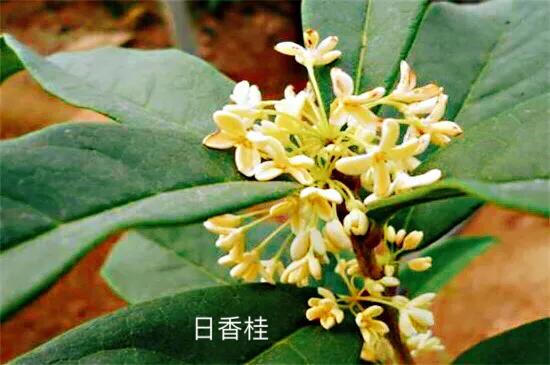 桂花嫁接其它品种桂花,桂花品种里有沉香桂花吗