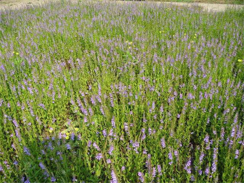 中草药半枝莲,中药半枝莲草功效作用