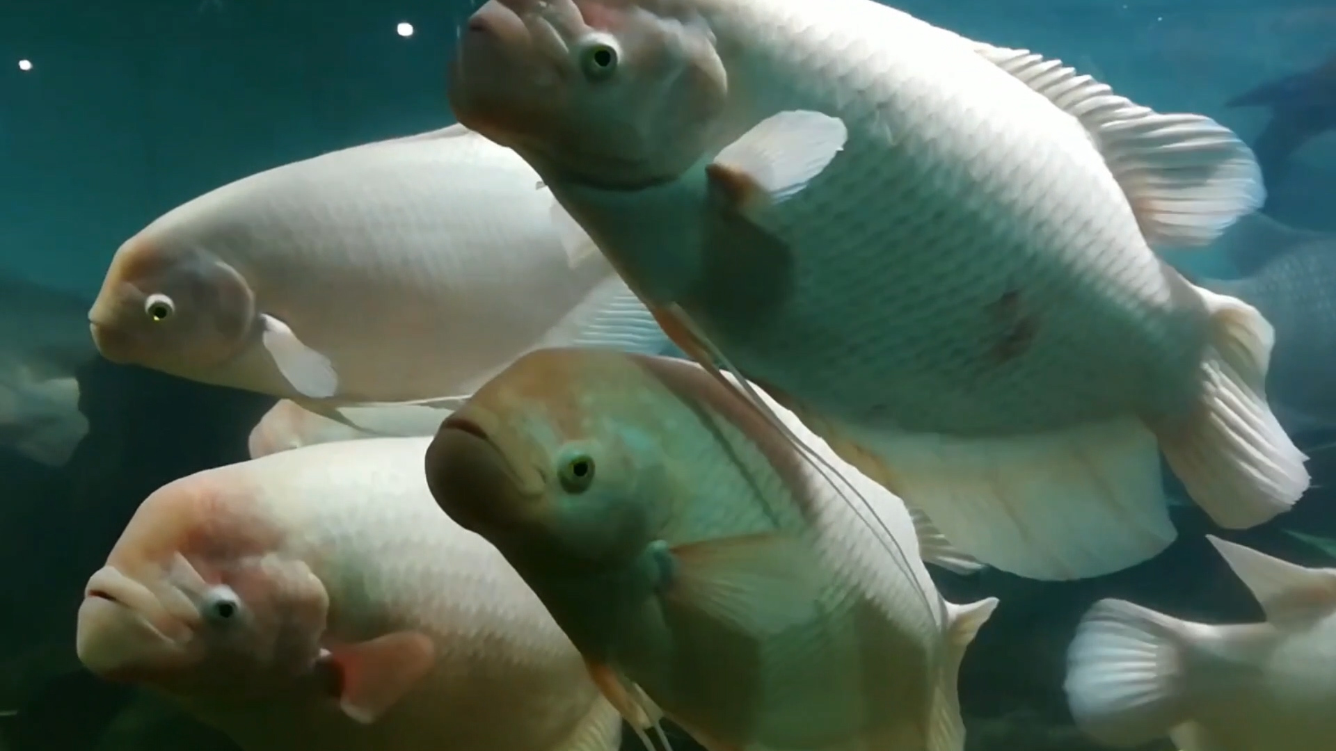 招财鱼怎么养才能长得快些,招财鱼怎么养才能更旺盛