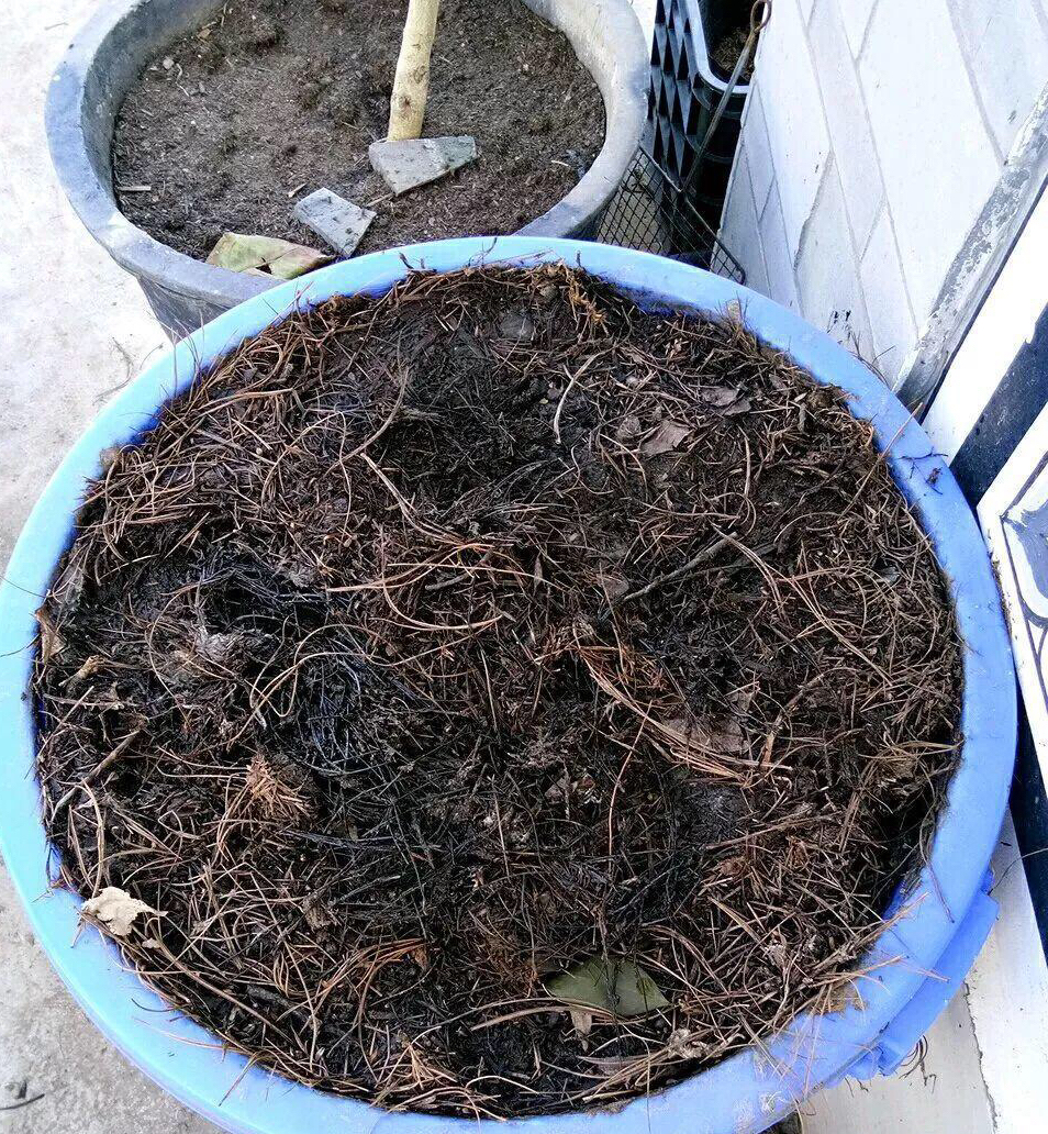 阳台种菜有讲究吗,阳台种菜十大注意事项