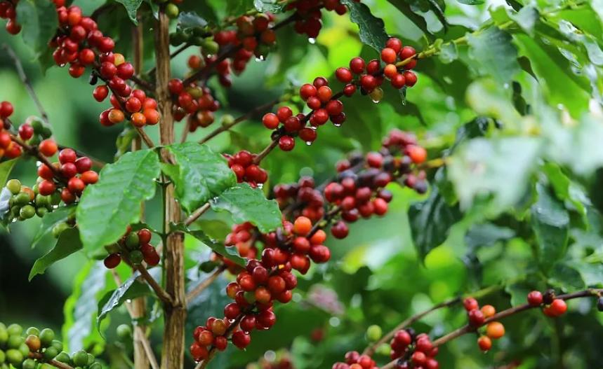猫屎咖啡和普通咖啡哪个好喝,猫屎咖啡是最好的咖啡