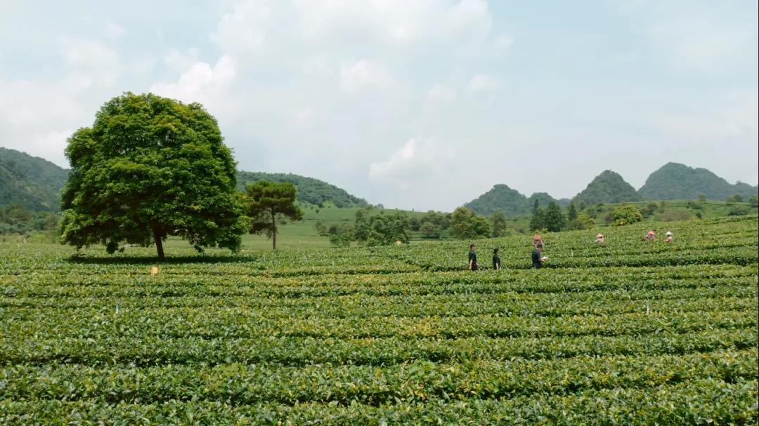 茶叶出口的理论基础是什么,茶叶出口指南最新版图解