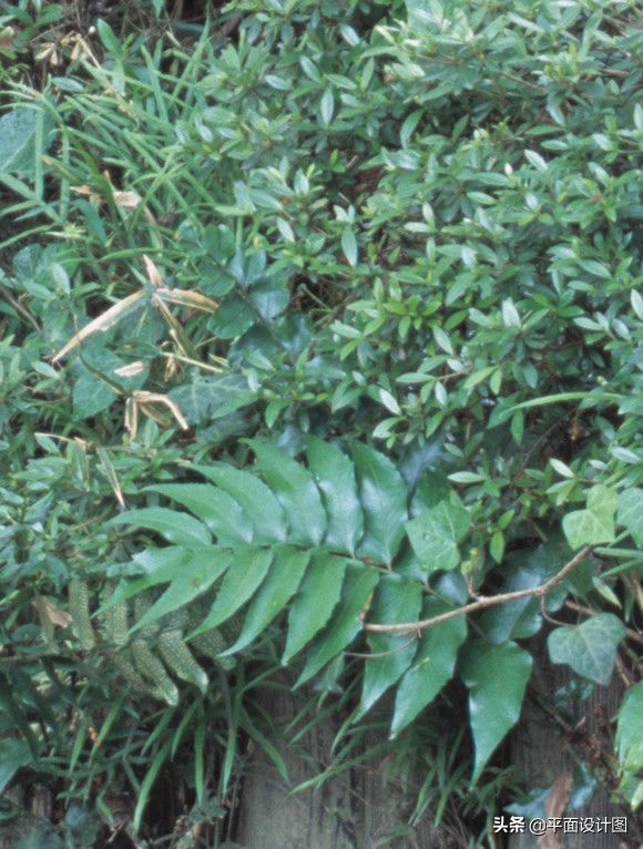 尼康和佳能全画幅怎么选,尼康18-135全画幅