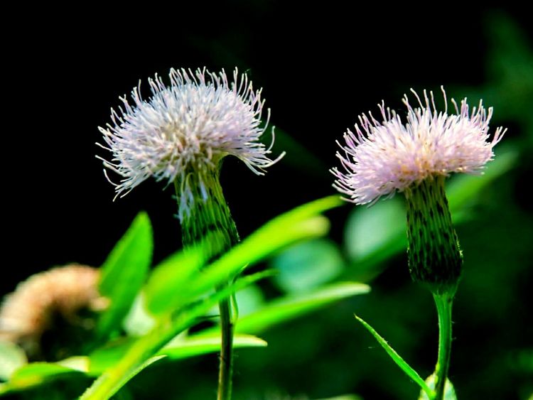 原创蝴蝶恋花,蝶恋花蝴蝶原唱
