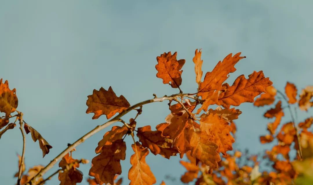 鏈堜寒鏄熷骇鎬庢牱搴斿璐熼潰鎯呯华,鏈堜寒鏄熷骇鎯呯华鐤楁剤