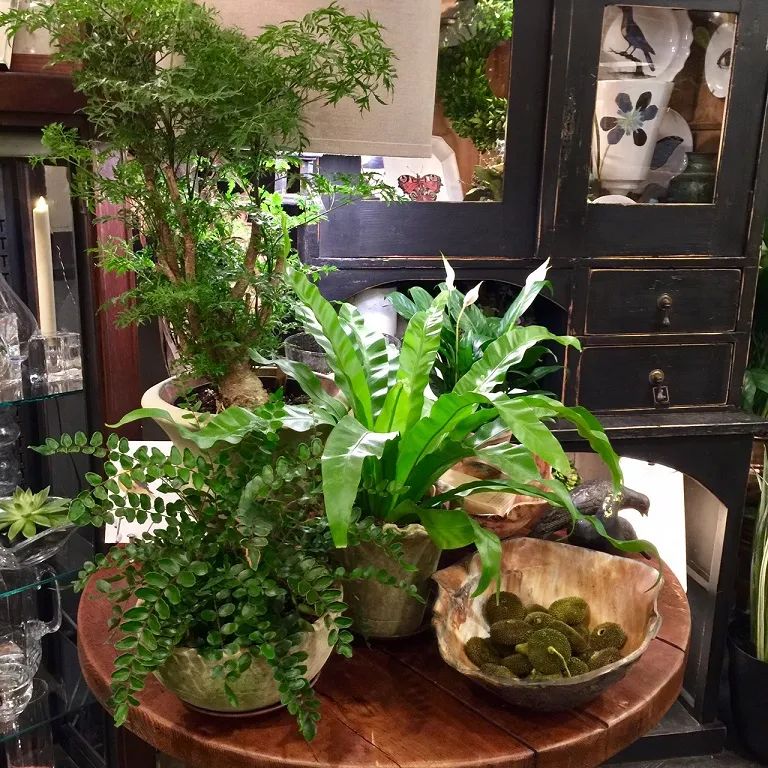 养护蕨类植物用什么土,室内观叶蕨类怎么养活