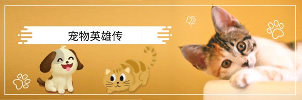 狗狗爱吃猫粮是什么原因,狗狗爱吃猫粮怎么办